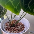 thumbnail image 3 of HHSFEIFUUU Support pour Racines de Potager de Jardin, Pince Porte-Racines 12x10,6x0,3 cm, 3 of 6