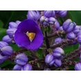 thumbnail image 1 of Hawaiian Flower Plant Roots - Bamboo Orchids - Hibiscus - Ginger -Ti Logs (Blue Ginger Root), 1 of 4