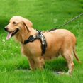 thumbnail image 2 of Dog No Pull Adjustable Vest Harness  Pet Nylon for Small Medium Large/XL Dog, 2 of 7