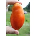 thumbnail image 2 of 500 ITALIAN ROMA TOMATO Lycopersicon Lycopersicum Fruit Vegetable Seeds, 2 of 5