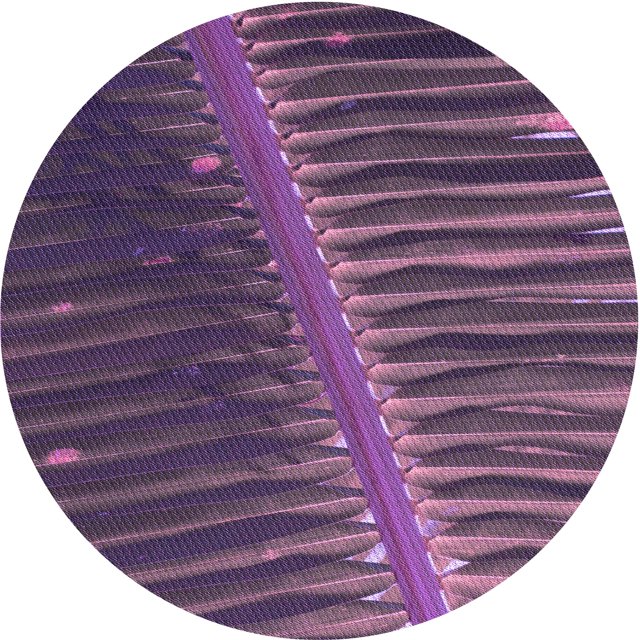 Ahgly Tapis Rond Lavable en Machine Intérieur Transitionnel Orchidée Violet, 5 Pieds Rond