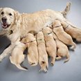 thumbnail image 3 of 12 piece set, separate cat collar identification collar for newborn pets, 3 of 5