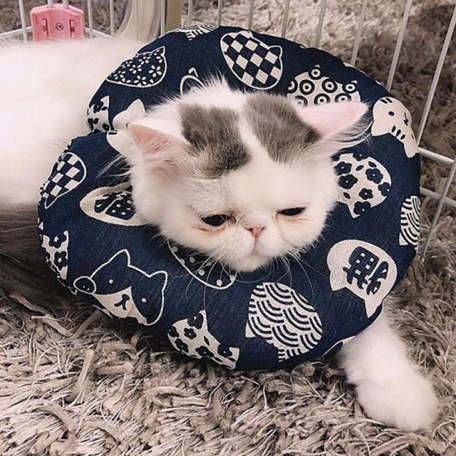 Adjustable Cat Recovery Collar Elizabethan Ring Soft Cone for Cat‘s Head Wound Healing Protective Cone After Surgery Elizabethan Collars for Pets Kitten and Small Dogs
