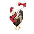 thumbnail image 3 of Chicken Leash Pet Chicken Leash Pet Leash, 3 of 4