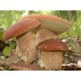 thumbnail image 3 of HJADGG Mushrooms Porcini Spores Spawn Mycelium Heirloom Non-GMO for Planting, 3 of 8