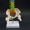 thumbnail image 3 of Modèle Anatomique Professionnel Pratique de Colonne Vertébrale Flexible 45cm Ressources d'Enseignement Amélioration de la Capacité Cognitive, 3 of 8
