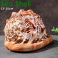 thumbnail image 3 of Natural Bull's Mouth Helmet Conch Shell Coral Sea Snail Fish Tank Adorn Ornament 1Pcs, 3 of 9