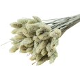 thumbnail image 1 of Coofit Dry Flower Branch DIY 24PCS Simple Natural Dried Grass Stem Dry Grass Decor, 1 of 8