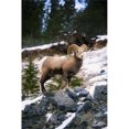 thumbnail image 1 of Posterazzi DPI1801539 Bighorn Sheep Standing On Rocks Poster Print by Richard Wear, 11 x 17, 1 of 1