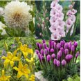 thumbnail image 1 of TASC FLOWER BULBS- SUMMER BORDER COLLECTION( 20 BULBS), 1 of 1