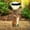 Yellow, variant on Solar Lights Outdoor Waterproof Solar Garden Lights,Solar Street Light Dusk to Dawn Solar Garden Welcome Light Solar Bunny Puppy Patio Garden Decoration