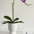 thumbnail image 3 of Pot Stand Shape Plant Anti-rust Durable Anti-deformed Long-lasting Wide Applications Reusable Plant Climbing Sturdy Plant Support Stakes for Amaryllis, 3 of 8