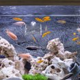 thumbnail image 4 of Miangastore Fish Tank Planter Cup Aquarium Planter Creative Acrylic Planter Clear Design Fish Tank Planter, 4 of 6