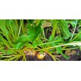 thumbnail image 2 of 30 Graines de Betterave Dorée BURPEE'S Beta Vulgaris à Racine Jaune Légumes, 2 of 5