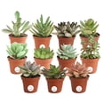 thumbnail image 1 of Costa Farms Succulents Fully Rooted Live Indoor Plant, 2-Inch Grower's Choice, 11-Pack, 1 of 4