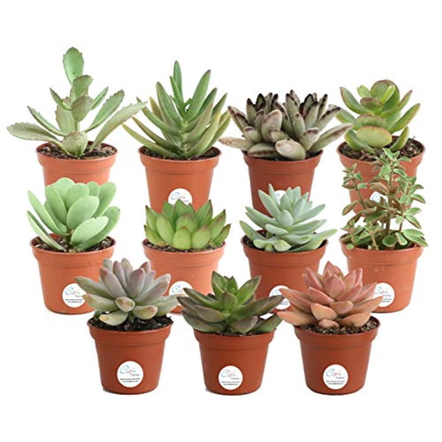 Costa Farms Succulents Fully Rooted Live Indoor Plant, 2-Inch Grower's Choice, 11-Pack. A set of 11 small succulents in 2-inch recyclable grower pots, arranged in a grid. The plants display diverse shapes, colours, and textures, making them suitable for indoor decor like desks or window sills, as well as outdoor container gardens. Each pot has drainage holes to prevent overwatering.