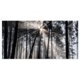 thumbnail image 2 of Design Art - Rayons de Soleil à Travers une Forêt Noir et Blanc, 2 of 3