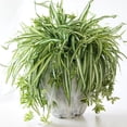 thumbnail image 4 of Chlorophytum comosum 'Spider Plant' (Grower's Choice), 4 of 4