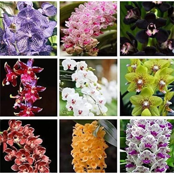 HJADGG Rare Varieties Cymbidium Orchid Seeds Cymbidium Seeds Mixed Color 50 Seeds