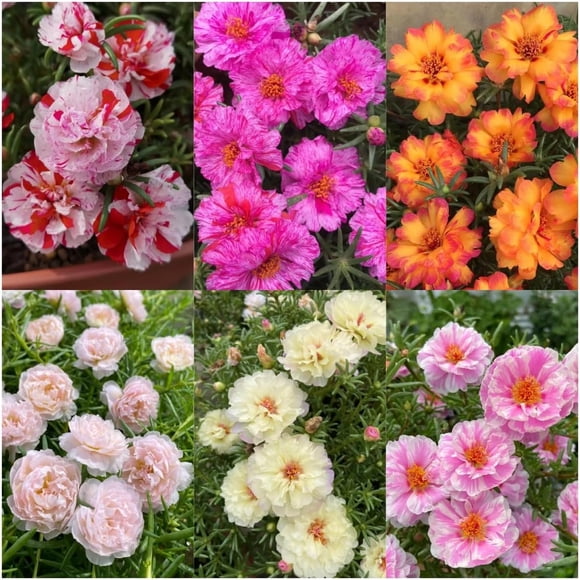 HIGHGW 6000+ Moss Rose Seeds, Portulaca Grandiflora Double Flower Seeds Mix-Non-GMO Heirloom Multicolor Purslane Seeds for Garden Ground Cover