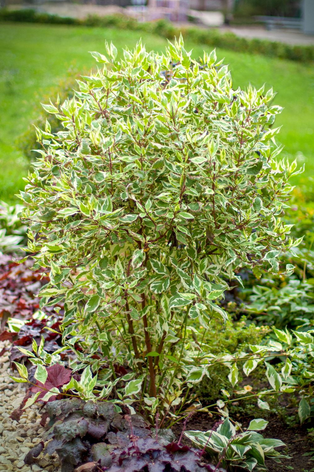 Ensemble de arbuste 6 contenants de 1 gallon jardin dautomne
