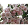 thumbnail image 1 of 20 Graines de Aubépine Anglaise Fruit Comestible Fleur Mayflower Crataegus Laevigata, 1 of 10