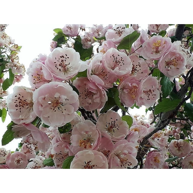 20 Graines de Aubépine Anglaise fruit Comestible Fleur Mayflower Crataegus Laevigata. l'Image Montre des Grappes de Fleurs Rose Pâle, en Forme de Coupe avec des Feuilles Vertes sur une Branche. Ces Arbres Fleurissent d'Avril à Mai et Produisent des Baies Rouges de Septembre à Novembre. Convenant aux zones de Rusticité 4-8, Ils Grandissent jusqu'à 25 Pieds de Hauteur et Prospèrent au Soleil pour Se Séparer de l'Ombre avec des conditions de Sol