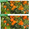 thumbnail image 4 of tredstone Growth And Minimize Damage Garden Supplies Easy To Vegetable Plant Insect Protection Cover White 1.2*1.4m, 4 of 6