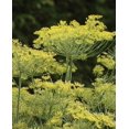 thumbnail image 1 of HIGHGW Herb Seeds, sage, Basil, Chives (Dill), 1 of 1