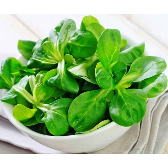 HJADGG Seeds Cornsalad Lamb s Lettuce Valerianella Heirloom Vegetable for Planting Non GMO