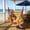 E, variant on Roiihwy Hammock Chair Hanging Rope Swing, Hanging Chair with Load-Bearing Capacity & Durability Perfect for Outdoor, Home, Bedroom, Patio, Yard, C