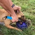 thumbnail image 3 of Pet Break Stick Animal Training Mouth Open Pet Break Stick Jaw Anti-bite Professional Nonslip Handheld Portable Reusable Manual Equipment, 3 of 6