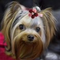 thumbnail image 2 of Accessoires pour Chat 10/Lot Accessoires pour Chiot 3.5cm Épingle à Cheveux pour Animaux, Accessoires pour Chien, pour Compétition Marche en Extérieur, 2 of 8
