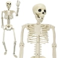 thumbnail image 2 of ZTTD 1 PCS Posable Halloween Skeleton Decor 36 Inches, Full Body Posable Joints Hanging Skeletons for Halloween Decorations, Graveyard Props, Haunted House Accessories, Front Lawn (Style2-Beige), 2 of 7