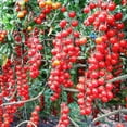 thumbnail image 1 of HJADGG Seeds Tomato Vine Heirloom Vegetable for Planting Non GMO, 1 of 7