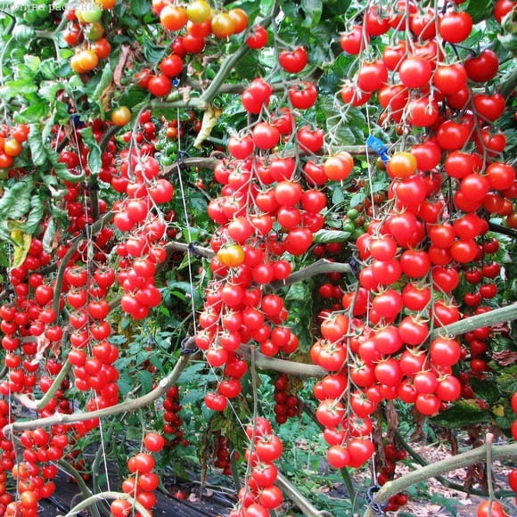 HJADGG Seeds Tomato Vine Heirloom Vegetable for Planting Non GMO