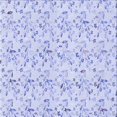 thumbnail image 1 of Ahgly Company Tapis d'Intérieur Lavable en Machine Carré Transitionnel Bleu Lavande, 7 Pieds Carré, 1 of 7