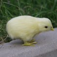 thumbnail image 4 of Mini Easter Chicks Yellow Easter Chenille Chicks Cute Complete Easter Chicks Easter Party Chicks, 4 of 11