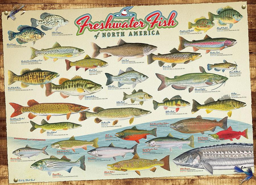Cobble Hill - 1000-Piece Puzzle (Freshwater Fish of North America )