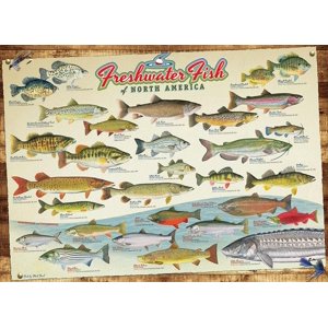 Cobble Hill - 1000-Piece Puzzle (Pêches d'Amérique du Nord)