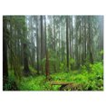 thumbnail image 2 of Hoh Rain Forest - Landscape Photography Canvas Art Print, 2 of 3