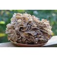 thumbnail image 4 of GSDWIUEW Spores Maitake Dancing Mushrooms Seeds Mycelium Spawn Substrate for Planting, 4 of 8
