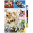 thumbnail image 1 of Keith Kimberlin - Collage de chiots et de chatons, 1 of 4