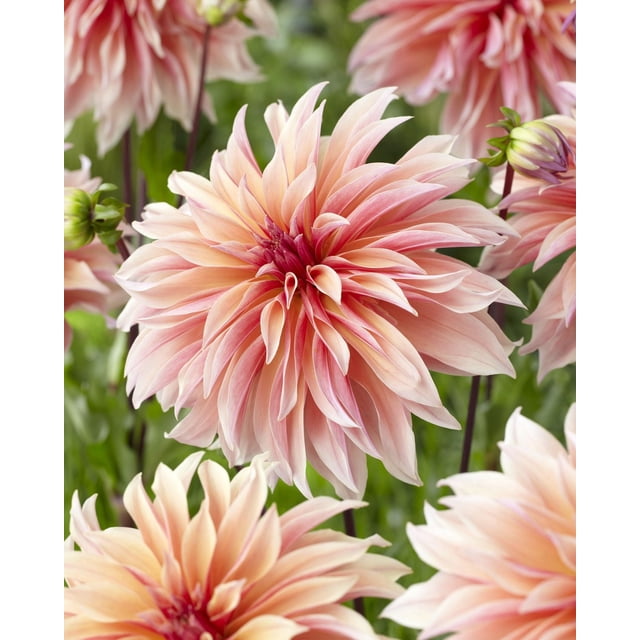Tasc Flower Bulbs- Dahlia Labyrinth Annual showing close-up of large dinnerplate dahlia flowers in soft peach, coral, apricot, and pink shades with wavy, twisted petals. Blooms reach 8–10 inches across and grow 36–48 inches tall, suitable for garden beds and cut-flower arrangements.