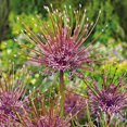 thumbnail image 2 of Bulbs are Easy Flower Bulbs - Allium Variety Pack (25 Bulbs), 2 of 5