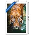 thumbnail image 2 of Tiger - Water Wall Poster, 22.375" x 34" Framed, 2 of 4