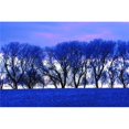 thumbnail image 1 of Posterazzi DPI1781393 Frosty Trees Poster Print by Dean Muz, 17 x 11, 1 of 1