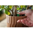 thumbnail image 2 of Miracle-Gro Indoor Plant Food Spikes Tray - 24 Pack, 2 of 6