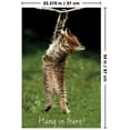 thumbnail image 2 of Famous Kitten Hang In There Poster Wall Poster, 22.375" x 34", 2 of 4