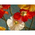 thumbnail image 1 of Poppycock Poster Print by Jan McLaughlin (9 x 12), 1 of 1
